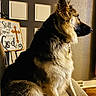 dog, german_shepherd, pet, indoor, couch, furniture, wall, door, sign, cross, decor, wood_floor, sitting, fur, collar, profile, animal, home, light, window