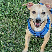 Tobi is registered to the contest to win money with this photo: dog, tan_dog, blue_harness, grass, greenery, outdoor, happy, smiling, pet, animal, canine, playful, nature, summer, daylight, ears, snout, four_legs, collar, closeup