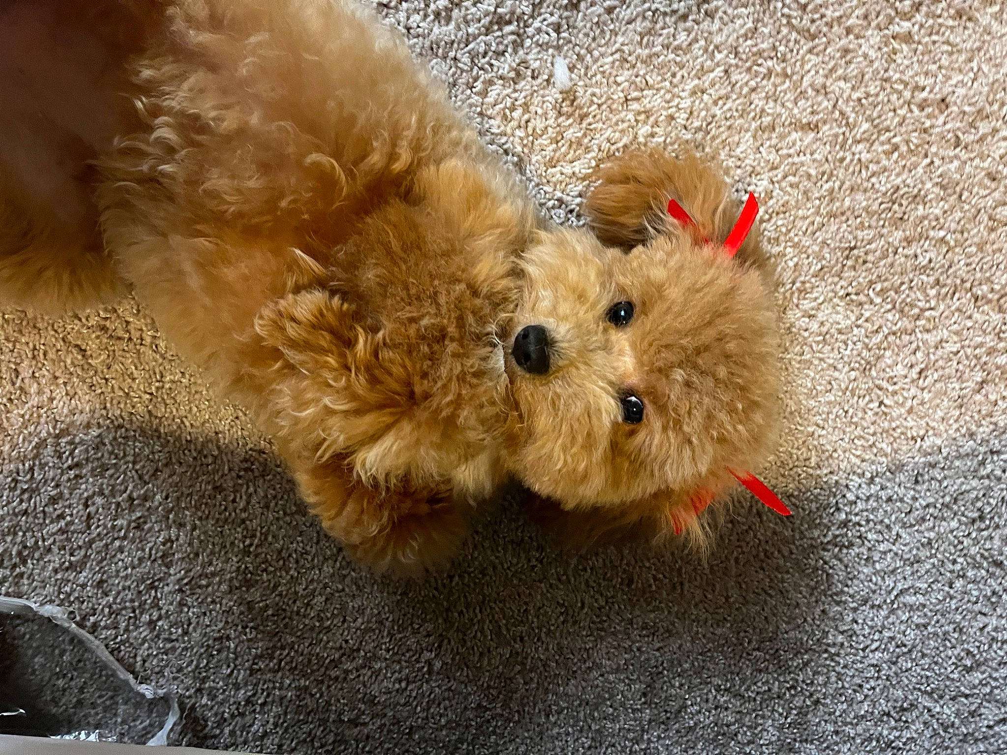 Koda joined the competition — help win amazing prizes! asphalt, canidae, carnivore, companion_dog, dog, dog_breed, dog_supply, fawn, fur, maltepoo, non_sporting_group, paw, road_surface, small_terrier, snout, soil, sporting_group, terrier, toy, toy_dog