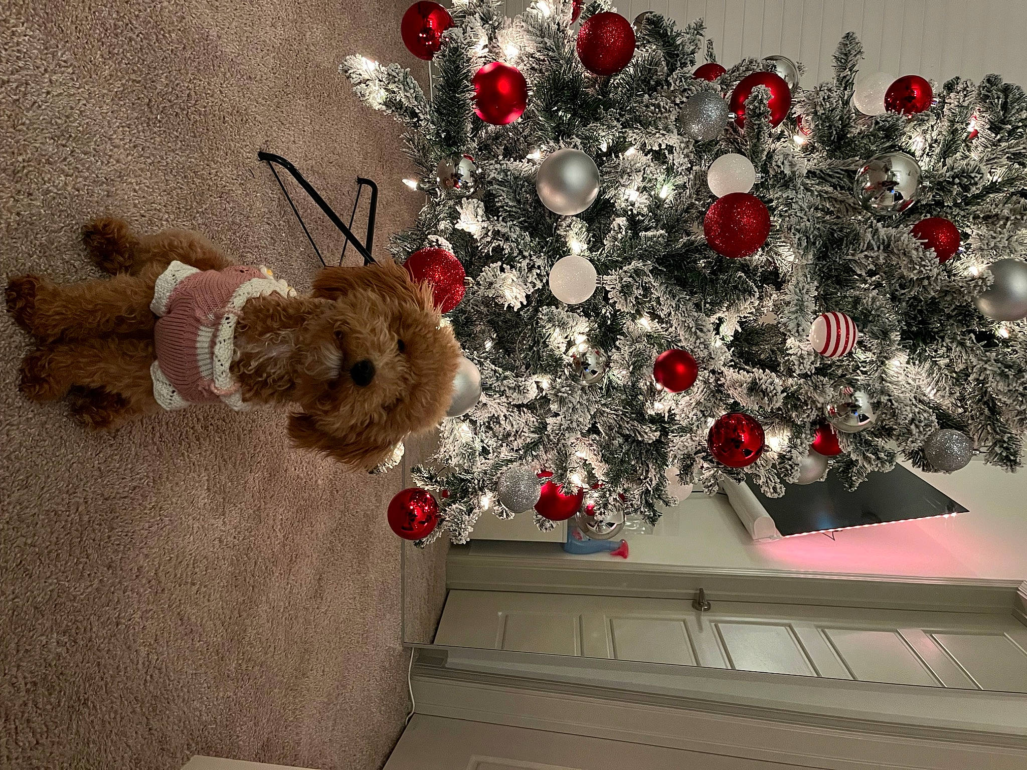 Koda is registered to the contest to win money with this photo: artificial_flower, ceiling, christmas, christmas_decoration, christmas_ornament, christmas_tree, conifer, event, holiday, holiday_ornament, interior_design, ornament, plant, red, room, shelf, toy, tree, twig, wood