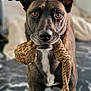 dog, pet, rope_toy, indoor, brown_fur, white_chest, ears_up, close_up, marble_floor, toy_in_mouth, alert, looking_at_camera, animal, companion, playful, domestic, standing, portrait, canine, focused