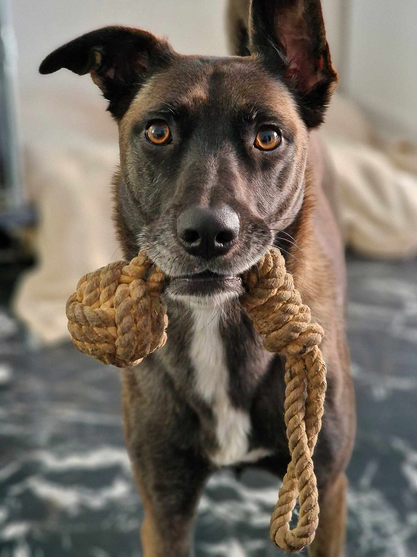 Xéna a rejoint le concours — aidez-le/la à gagner de superbes lots ! dog, pet, rope_toy, indoor, brown_fur, white_chest, ears_up, close_up, marble_floor, toy_in_mouth, alert, looking_at_camera, animal, companion, playful, domestic, standing, portrait, canine, focused