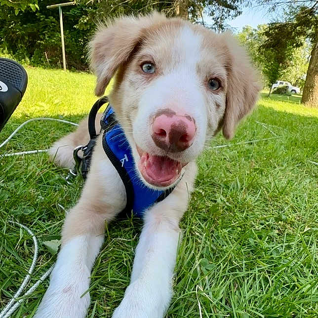 Lyndon is registered to the contest to win money with this photo: animal, ball, canine, dog, face, grass, head, lawn, nature, outdoors, park, person, pet, photography, plant, portrait, puppy, summer, tree, vegetation