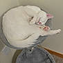Snowball joined the competition — help win amazing prizes! cat, sleeping, white_cat, cat_bed, indoor, cozy, pet, animal, fur, pink_nose, pink_paw_pads, curled_up, resting, quiet, soft, home, carpet, wall, gray, cute