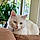 Snowball