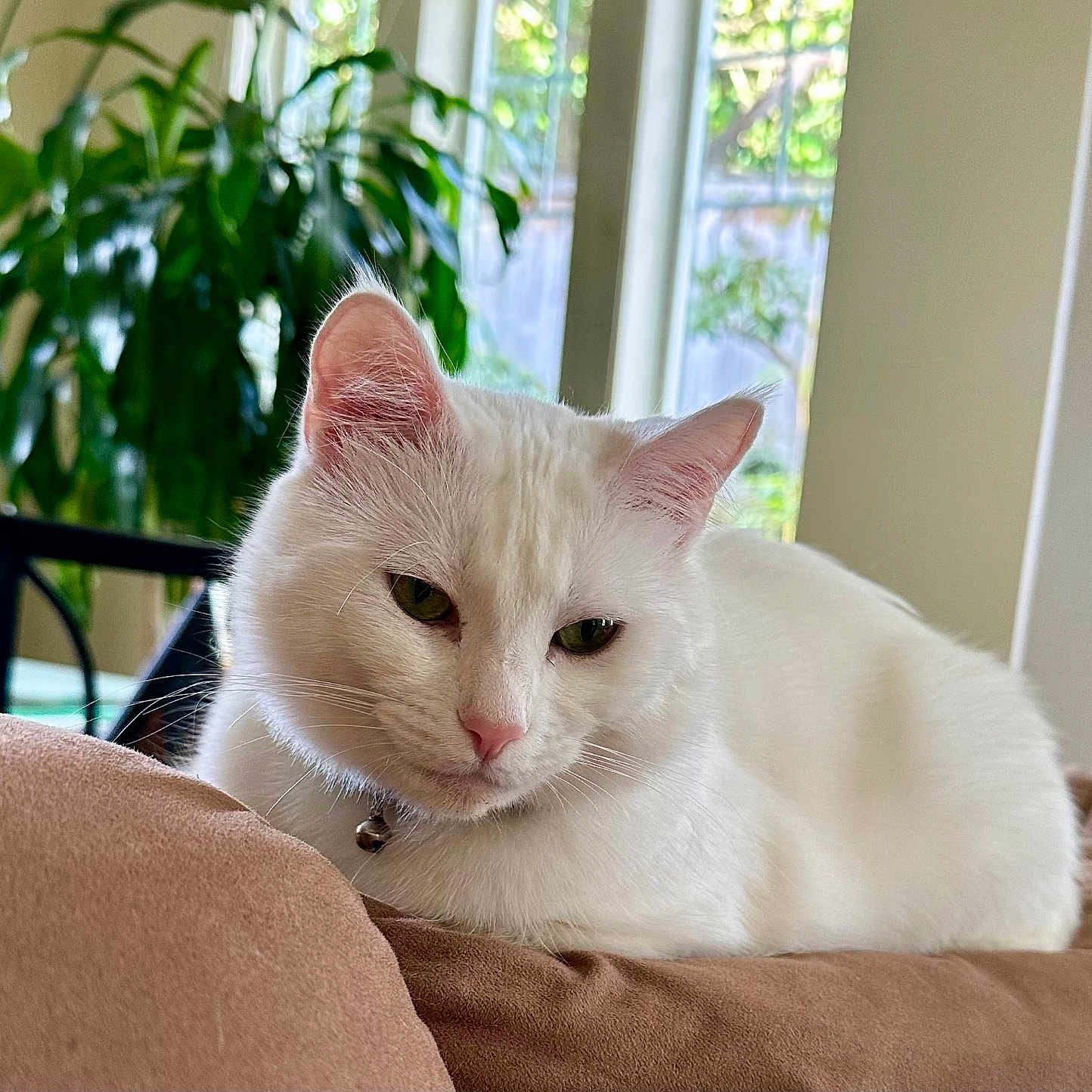 Snowball joined the competition — help win amazing prizes! animal, cat, closeup, collar, cushion, domestic_animal, ears, feline, fur, greenery, indoor, pet, pink_nose, plant, relaxing, resting, soft_light, whiskers, white_cat, window