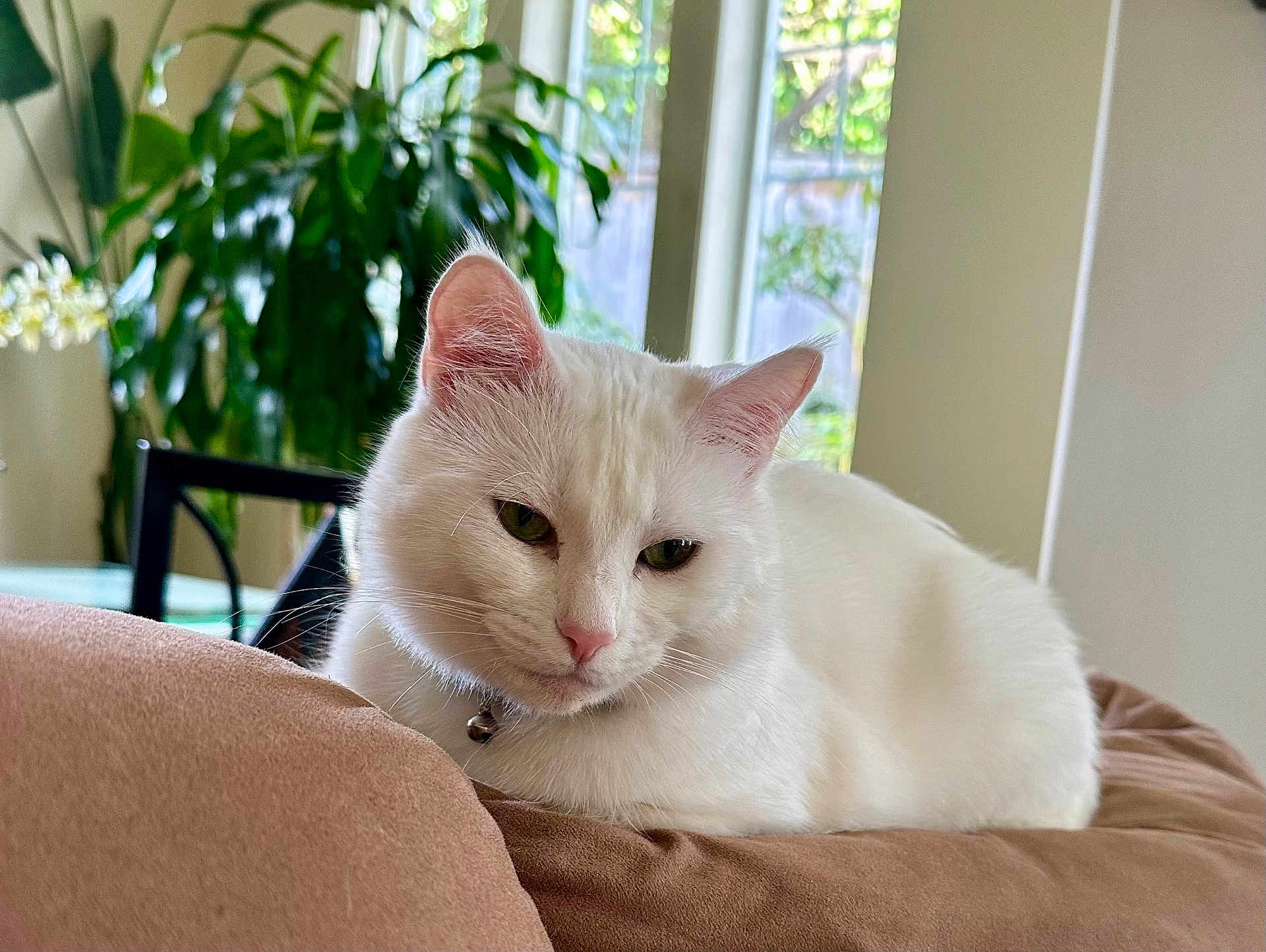 Snowball
