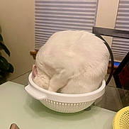 Snowball joined the competition — help win amazing prizes! cat, white_cat, pet, animal, colander, kitchen, table, indoor, feline, curled_up, funny_pose, domestic_cat, household, window_blind, chair, plant, round_object, fur, cute, relaxing