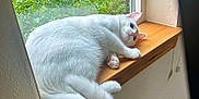 Snowball joined the competition — help win amazing prizes! cat, white_cat, windowsill, wood, indoor, greenery, plants, relaxed, pet, fur, animal, window, daylight, cozy, curious, resting, paw, tail, home, nature_outside