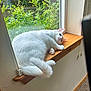 cat, white_cat, windowsill, wood, indoor, greenery, plants, relaxed, pet, fur, animal, window, daylight, cozy, curious, resting, paw, tail, home, nature_outside