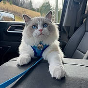 Fish joined the competition — help win amazing prizes! animal, blue_eyes, car_interior, cat, center_console, closeup, curious, domestic_cat, fluffy, gray_fur, harness, indoor, leash, pet, portrait, seat, sitting, white_fur, window, young_cat