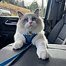 animal, blue_eyes, car_interior, cat, center_console, closeup, curious, domestic_cat, fluffy, gray_fur, harness, indoor, leash, pet, portrait, seat, sitting, white_fur, window, young_cat