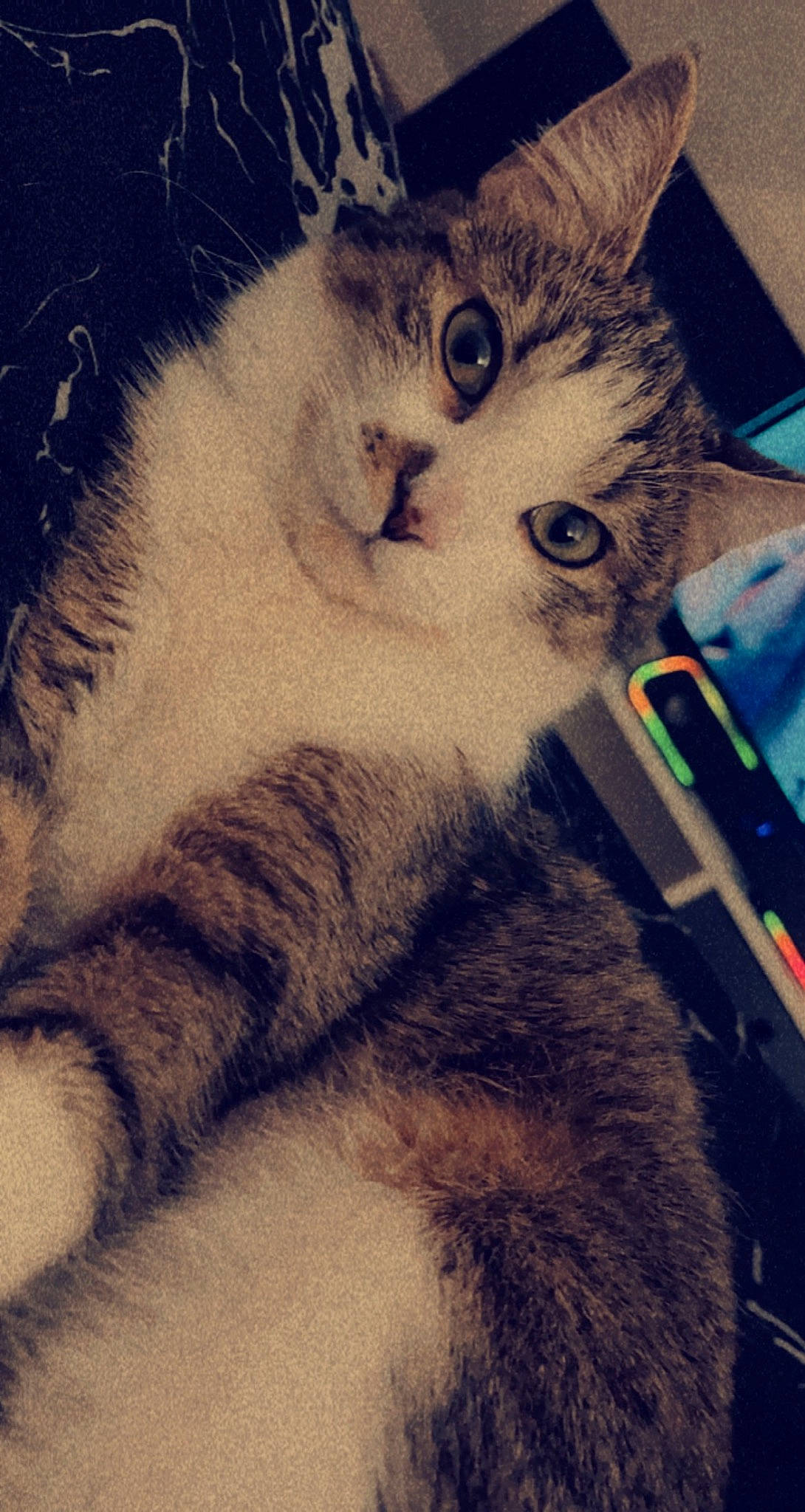 Bulle participe au concours pour gagner de l'argent avec cette photo : carnivore, cat, claw, cloud, computer_accessory, domestic_short_haired_cat, electronic_device, felidae, fur, iris, meteorological_phenomenon, paw, small_to_medium_sized_cats, snout, square, tail, whiskers, window