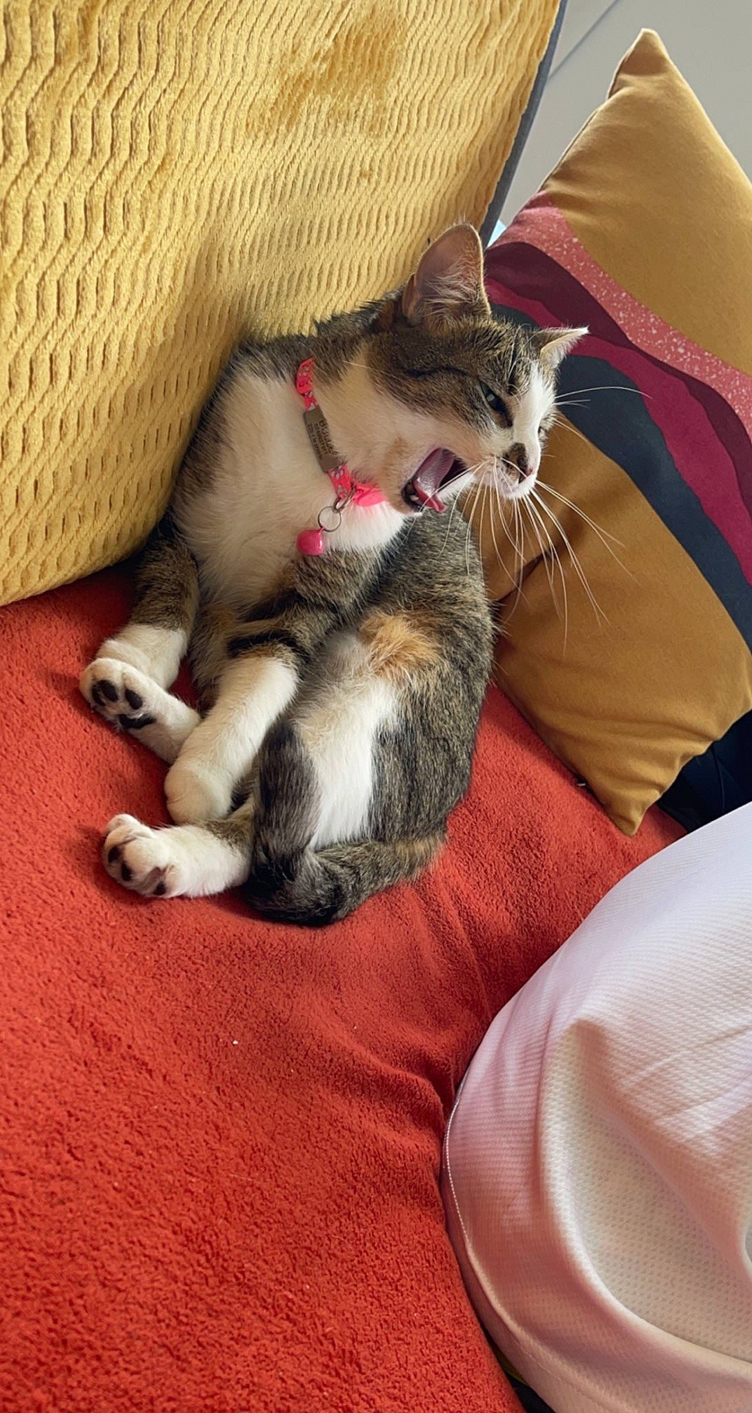 Bulle a rejoint le concours — aidez-le/la à gagner de superbes lots ! carnivore, cat, claw, comfort, couch, domestic_short_haired_cat, felidae, fur, grey, lap, linens, nap, paw, small_to_medium_sized_cats, tail, whiskers