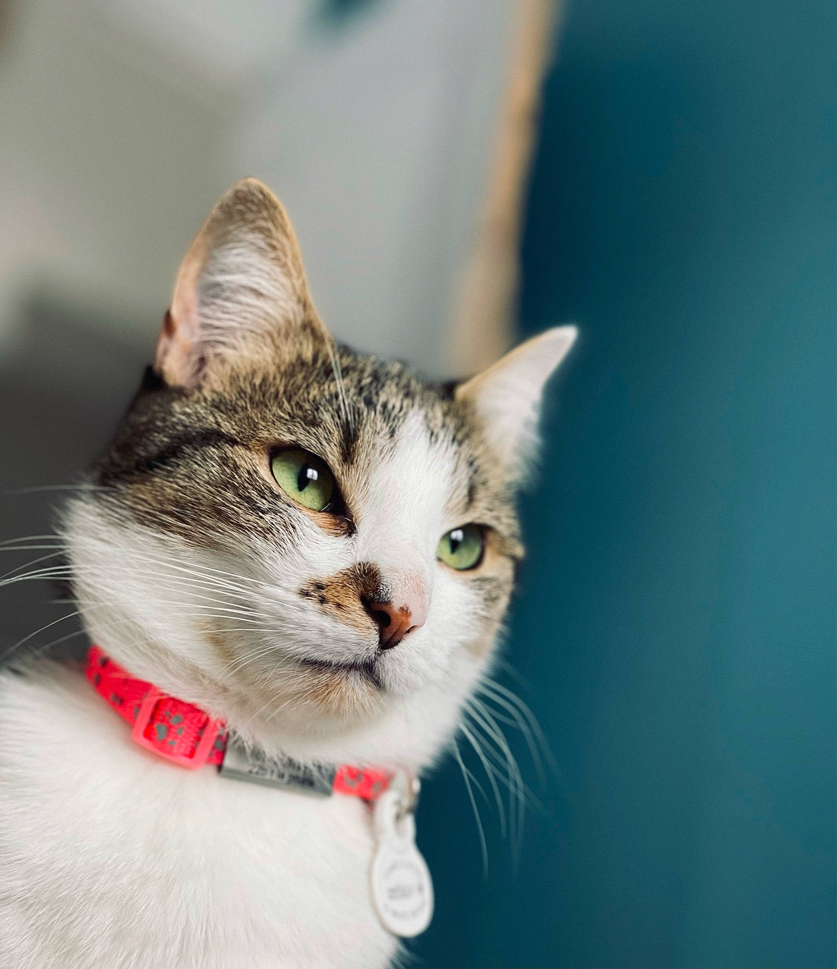 Bulle a rejoint le concours — aidez-le/la à gagner de superbes lots ! carnivore, cat, collar, domestic_short_haired_cat, eye, felidae, fur, grass, hair, human_body, macro_photography, small_to_medium_sized_cats, snout, tree, whiskers, wildlife
