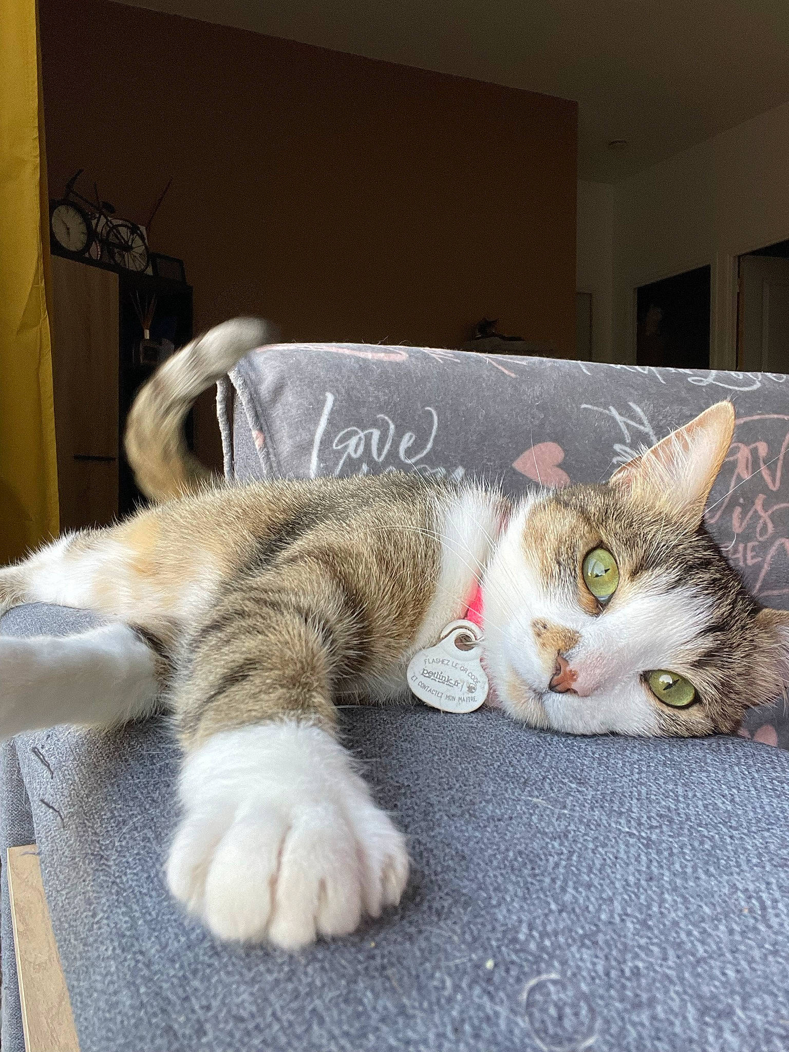 Bulle a rejoint le concours — aidez-le/la à gagner de superbes lots ! carnivore, cat, claw, comfort, domestic_short_haired_cat, fawn, felidae, foot, fur, nap, paw, small_to_medium_sized_cats, snout, tail, whiskers