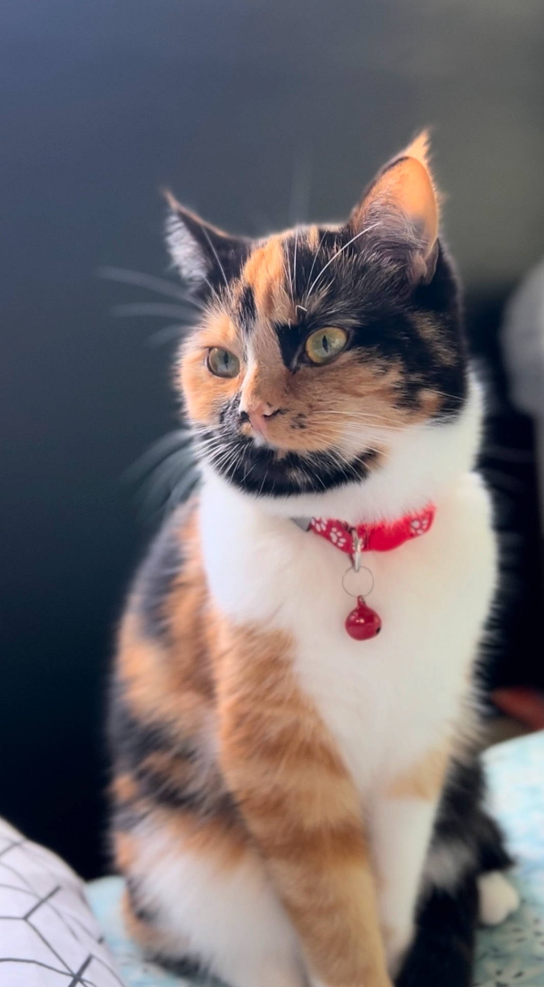 Maya a rejoint le concours — aidez-le/la à gagner de superbes lots ! art, carnivore, cat, collar, domestic_short_haired_cat, felidae, fur, paw, plant, sky, small_to_medium_sized_cats, snout, tail, tree, whiskers, wildlife