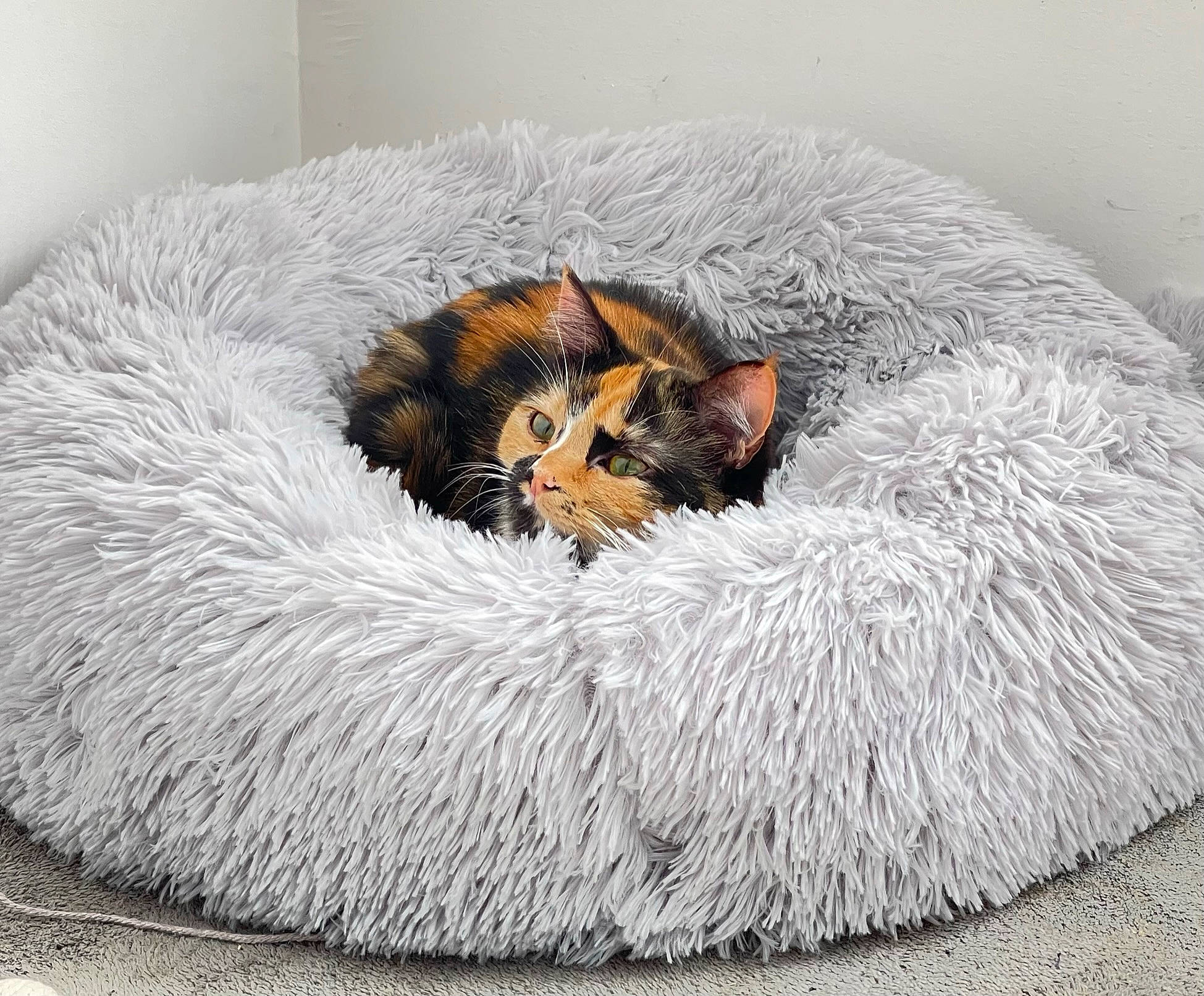 Maya participe au concours pour gagner de l'argent avec cette photo : canidae, carnivore, cat_bed, comfort, dog_breed, fur, grey, natural_material, paw, snout, sporting_group, tail, terrestrial_animal, toy, wildlife