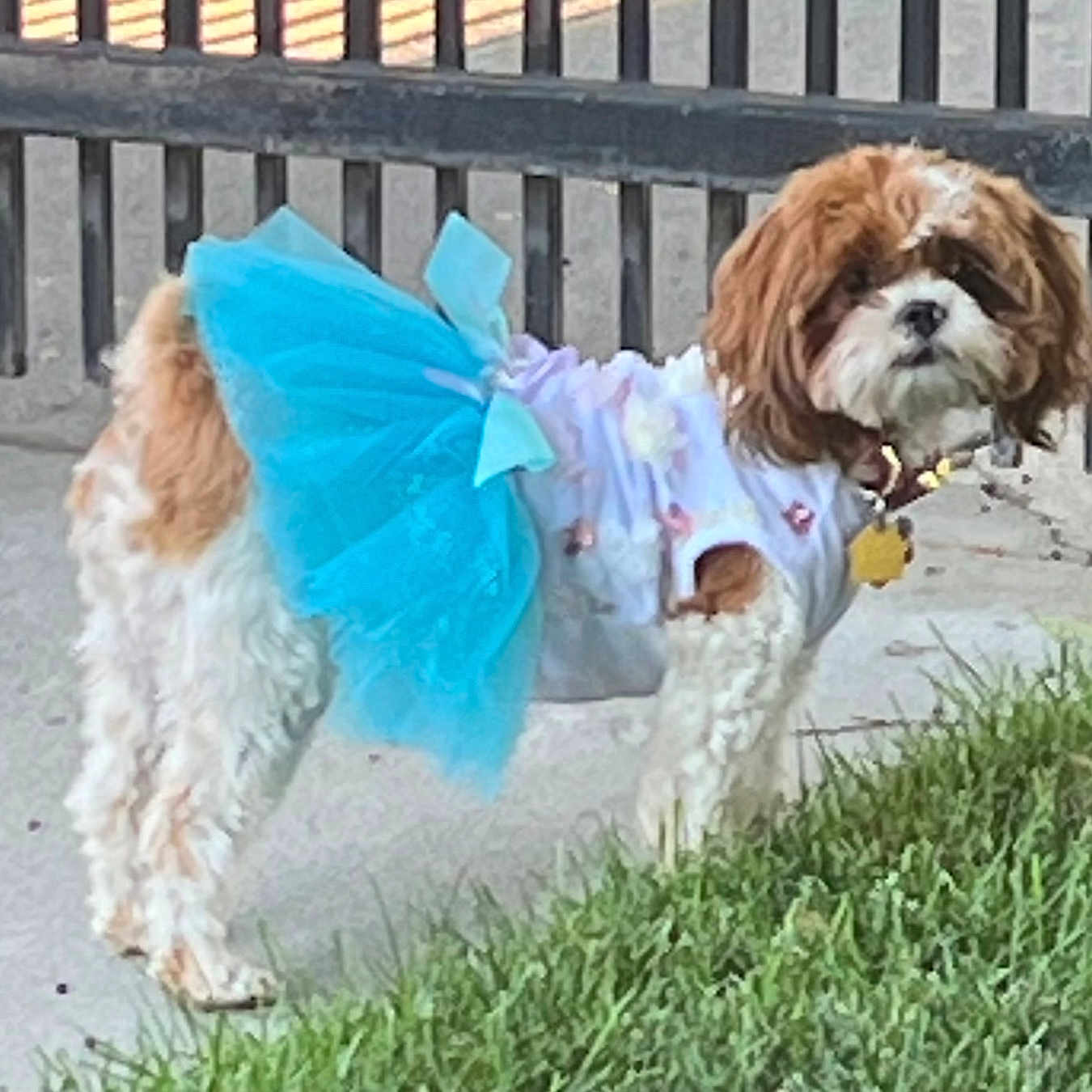 Chanel is registered to the contest to win money with this photo: animal, architecture, building, canine, city, clothing, coat, costume, dog, dress, fence, grass, jacket, outdoors, person, pet, plant, puppy, road, shelter