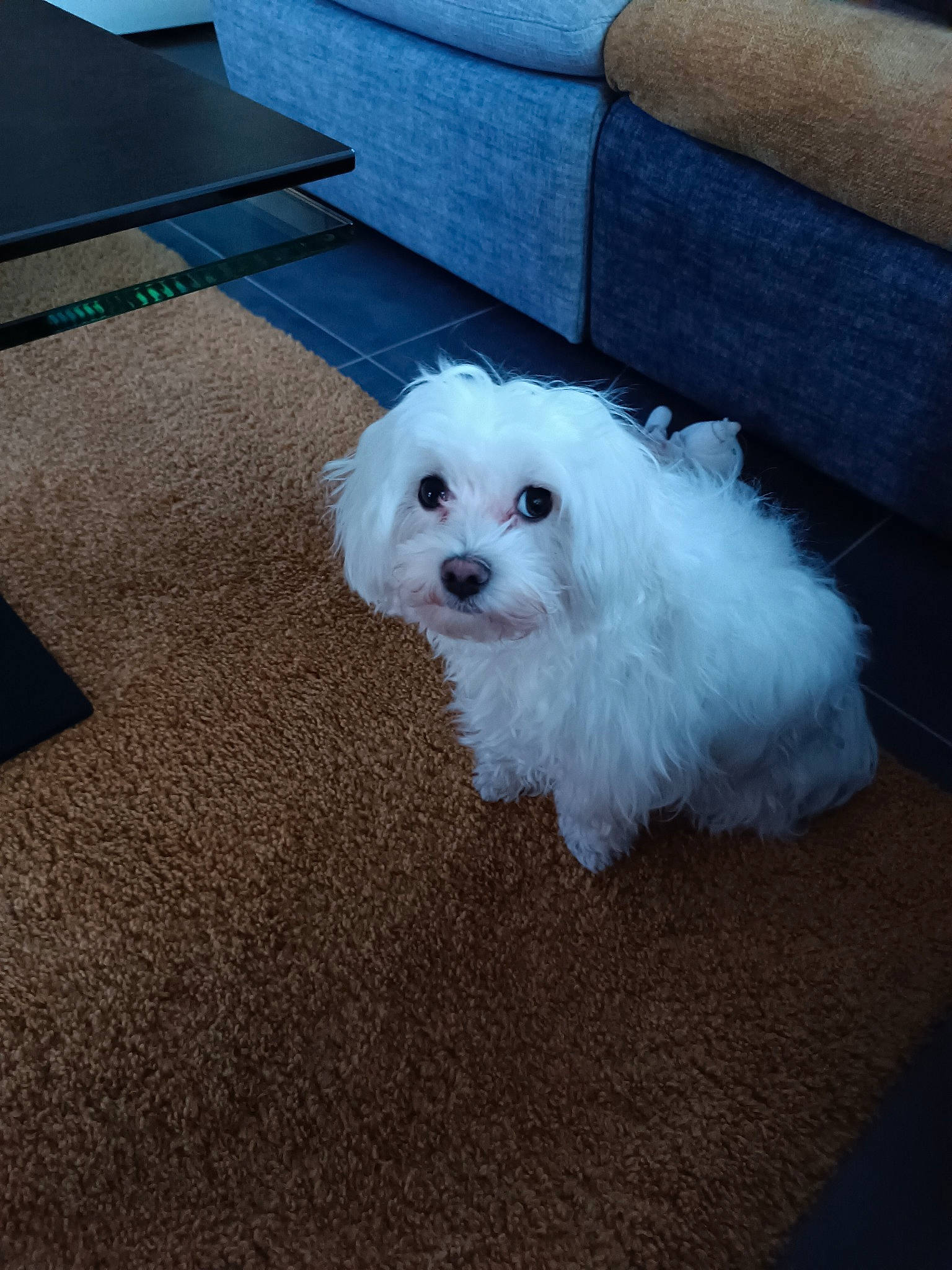 Scarlett participe au concours pour gagner de l'argent avec cette photo : bichon, canidae, carnivore, companion_dog, couch, dog, dog_breed, flooring, fur, mal_shi, maltepoo, non_sporting_group, puppy, shih_poo, small_terrier, terrier, toy_dog, water_dog, working_animal, yorkipoo