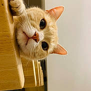 Maki participe au concours pour gagner de l'argent avec cette photo : animal, cat, close_up, curious, cute, domestic_cat, ears, eye_contact, face, feline, indoor, light_brown, looking, paw, pet, resting, soft_fur, table_edge, whiskers, wooden_surface