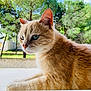 Maki participe au concours pour gagner de l'argent avec cette photo : animal, blue_eyes, calm, cat, close_up, daylight, fur, ginger_cat, greenery, mammal, nature, outdoor, pet, portrait, relaxed, sky, sunlight, trees, whiskers, window_ledge