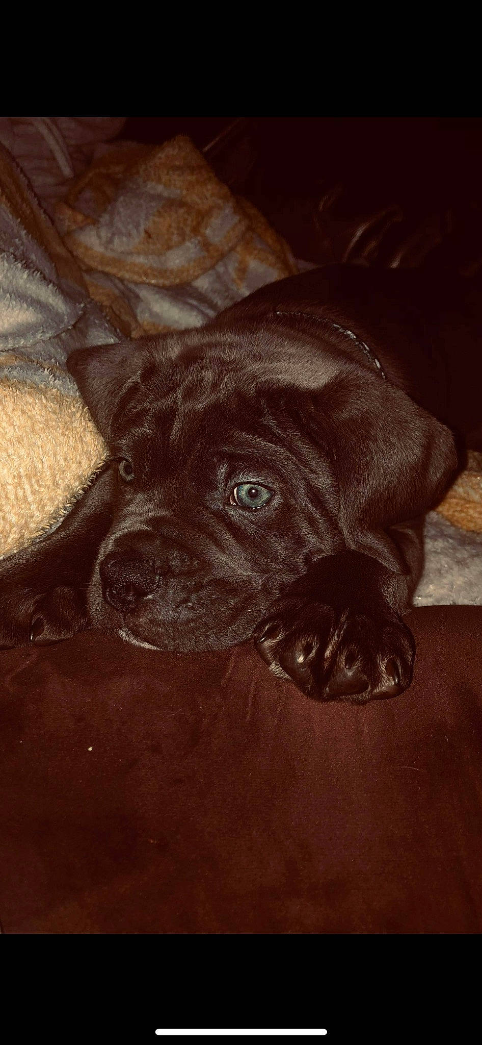 Sasha joined the competition — help win amazing prizes! art, canidae, carnivore, companion_dog, darkness, dog, dog_breed, fur, hunting_dog, illustration, liver, painting, pug, sporting_group, terrestrial_animal, visual_arts, whiskers, wood, working_animal, wrinkle