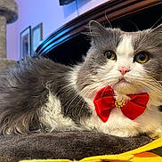 Kirby is registered to the contest to win money with this photo: cat, fluffy, gray, white, bow_tie, red, yellow, cushion, sunflower, indoor, pet, feline, whiskers, fur, close_up, relaxed, home, decor, cat_tree, portrait