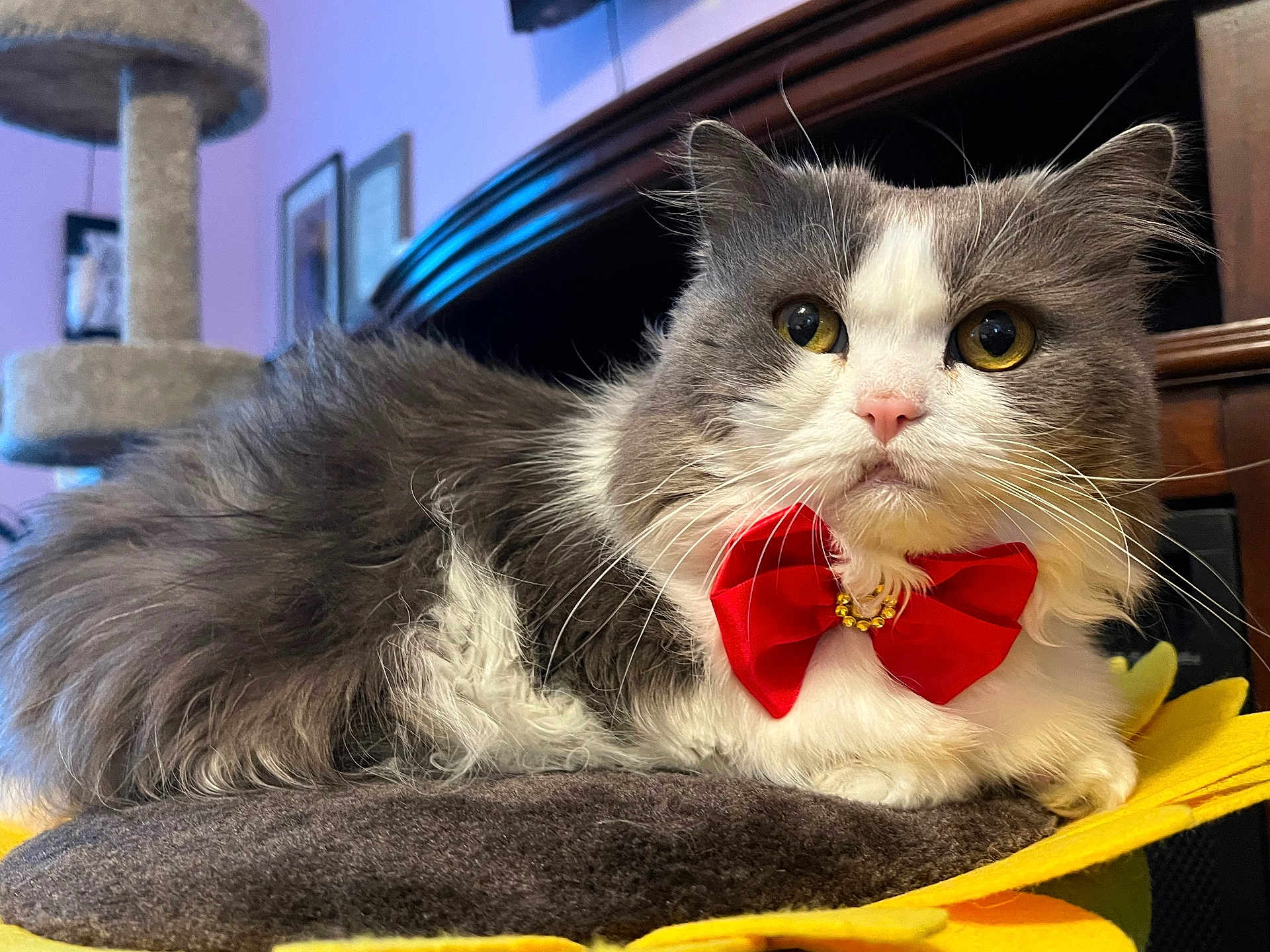 Kirby is registered to the contest to win money with this photo: cat, fluffy, gray, white, bow_tie, red, yellow, cushion, sunflower, indoor, pet, feline, whiskers, fur, close_up, relaxed, home, decor, cat_tree, portrait
