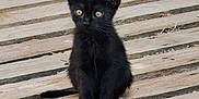 Onyx a rejoint le concours — aidez-le/la à gagner de superbes lots ! black_kitten, cat, animal, pet, wooden_planks, gravel, outdoor, young, cute, feline, sitting, curious, small, ears, eyes, fur, nature, daylight, texture, resting