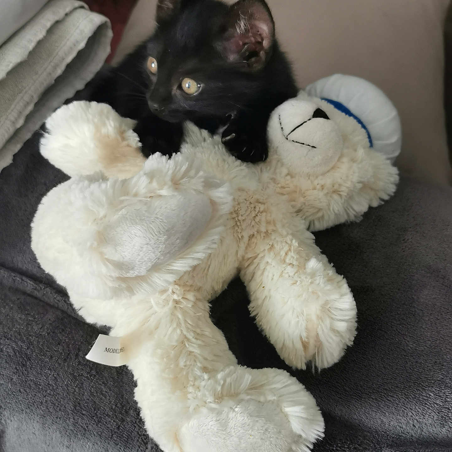 Onyx participe au concours pour gagner de l'argent avec cette photo : animal, black_cat, blanket, cozy, curious, cute, ears, eyes, fur, indoor, kitten, nap, pet, playful, plush, resting, soft, stuffed_toy, teddy_bear, toy