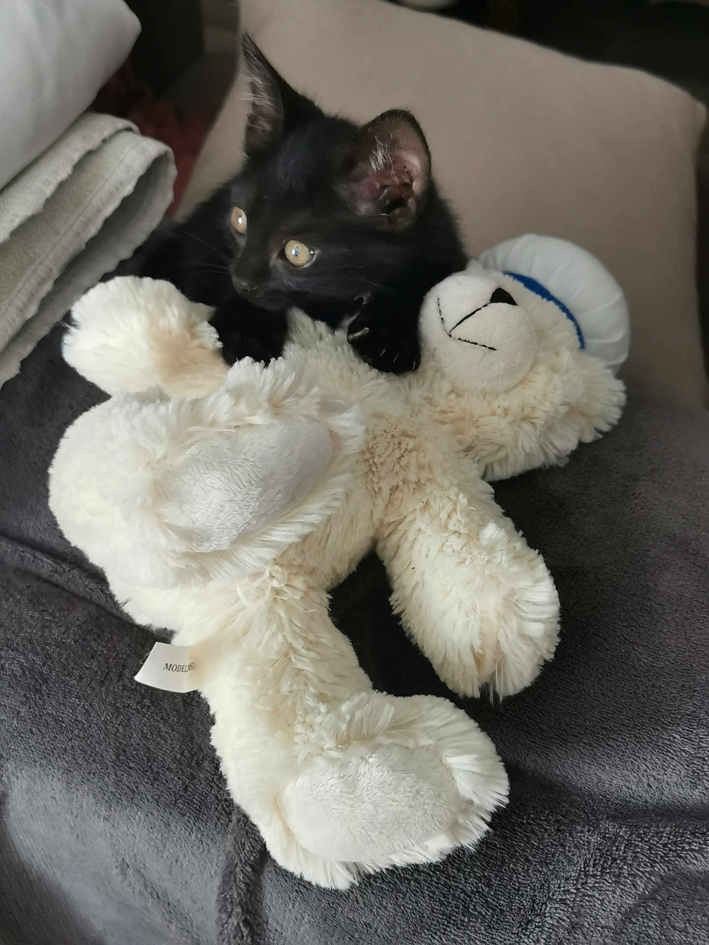 Onyx participe au concours pour gagner de l'argent avec cette photo : kitten, black_cat, stuffed_toy, teddy_bear, plush, blanket, cozy, soft, pet, animal, cute, indoor, fur, toy, playful, resting, curious, ears, eyes, nap
