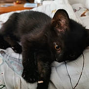 Onyx participe au concours pour gagner de l'argent avec cette photo : black_cat, kitten, pet, animal, feline, cute, sleeping, resting, soft, fur, indoor, blanket, closeup, young, whiskers, paw, cozy, domestic, relaxed, eye
