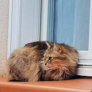 Louna participe au concours pour gagner de l'argent avec cette photo : cat, fluffy, windowsill, orange_surface, window, curtain, domestic_cat, pet, feline, resting, side_view, outdoor, animal, fur, mammal, looking_away, calm, soft_light, closeup, portrait