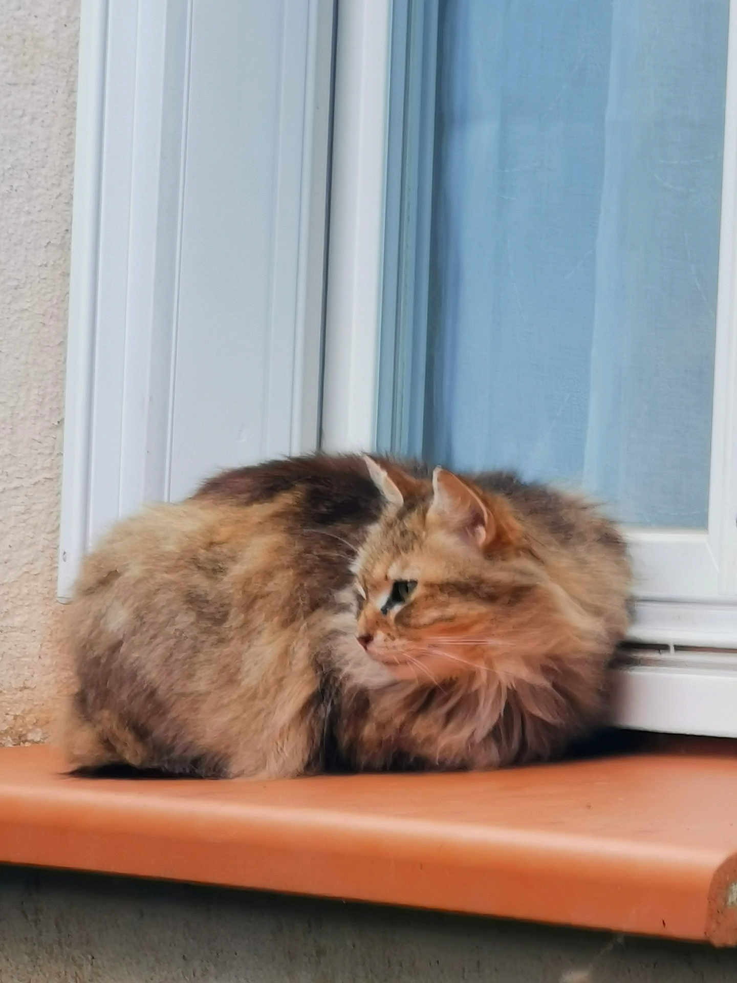 Louna participe au concours pour gagner de l'argent avec cette photo : cat, fluffy, windowsill, orange_surface, window, curtain, domestic_cat, pet, feline, resting, side_view, outdoor, animal, fur, mammal, looking_away, calm, soft_light, closeup, portrait