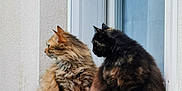 Louna a rejoint le concours — aidez-le/la à gagner de superbes lots ! animal, cat, companions, curtain, daylight, domestic, feline, fluffy, fur, looking_away, nature, outdoor, pets, quiet, resting, side_view, two_animals, wall, window, windowsill