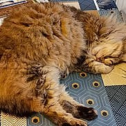 Louna a rejoint le concours — aidez-le/la à gagner de superbes lots ! animal, cat, cozy, cute, domestic_animal, feline, fluffy, fur, indoor, mammal, nap, pattern, paw, pet, relaxed, resting, sleeping, tabby, tablecloth, whiskers