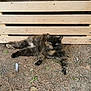 cat, tortoiseshell_cat, animal, pet, outdoor, wooden_pallet, dry_grass, dirt, resting, green_eyes, fur, nature, relaxed, ground, whiskers, ears, mammal, domestic_animal, laying_down, calm