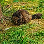 cat, tortoiseshell_cat, grass, outdoor, nature, animal, fluffy, pine_needles, sunlight, greenery, wildlife, pet, feline, resting, alert, yellow_eyes, tree_trunk, fur, mammal, daylight