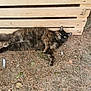 cat, tortoiseshell, outdoor, wooden_pallet, dry_soil, twigs, green_eyes, relaxed, animal, fur, nature, pet, laying_down, curious, closeup, daylight, ground, whiskers, ears, feline