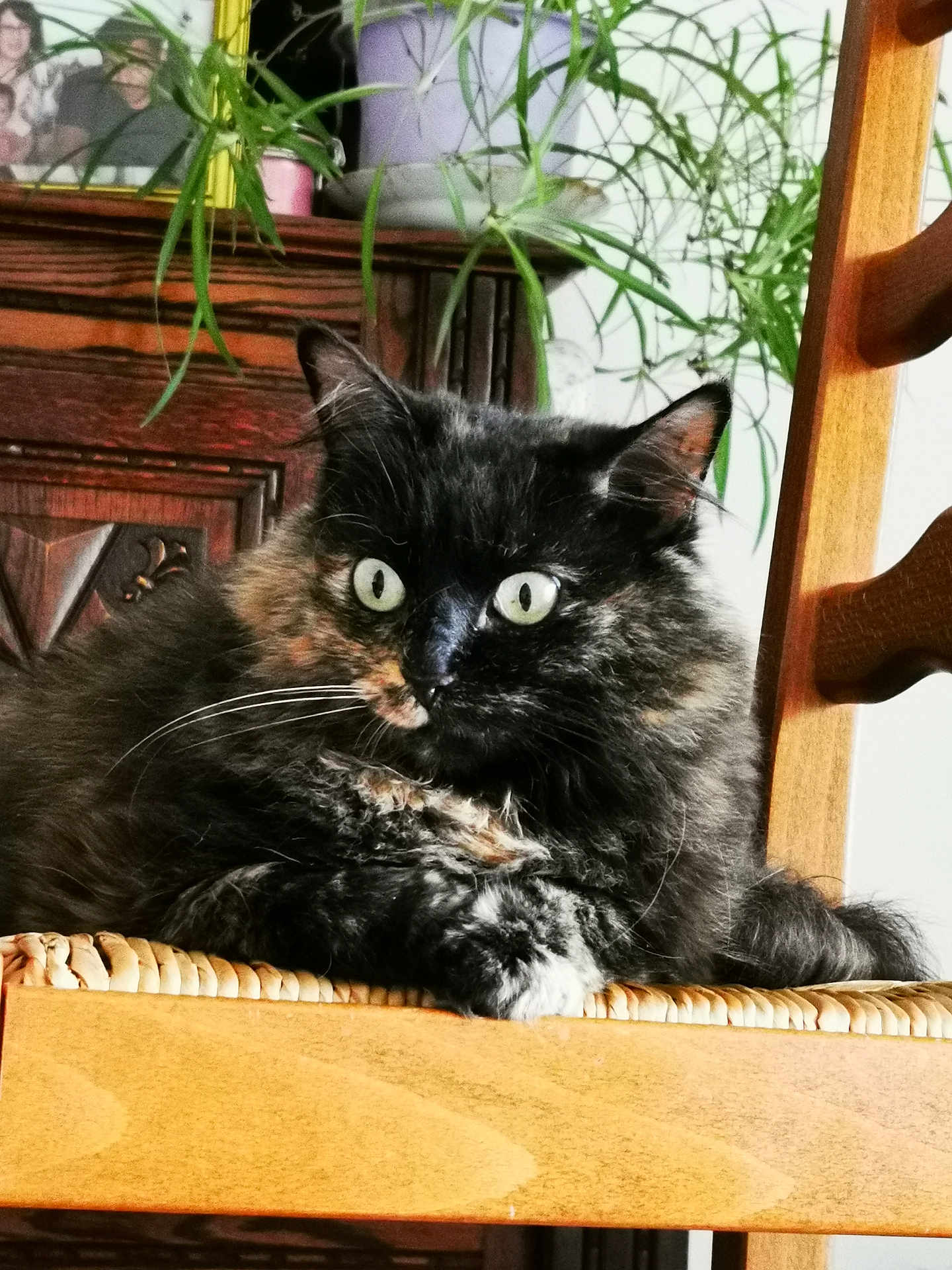 Misia