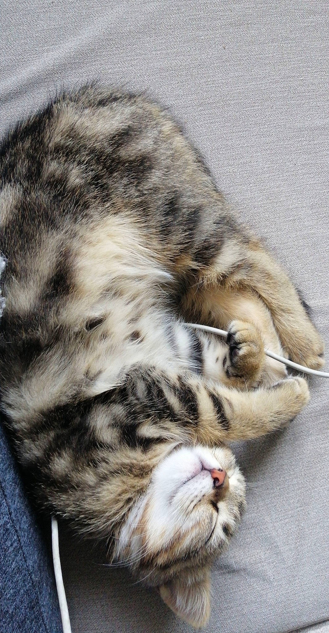 Rona participe au concours pour gagner de l'argent avec cette photo : american_shorthair, american_wirehair, asian, carnivore, cat, claw, domestic_short_haired_cat, dragon_li, egyptian_mau, european_shorthair, felidae, fur, kitten, mammal, sleep, small_to_medium_sized_cats, tabby_cat, whiskers