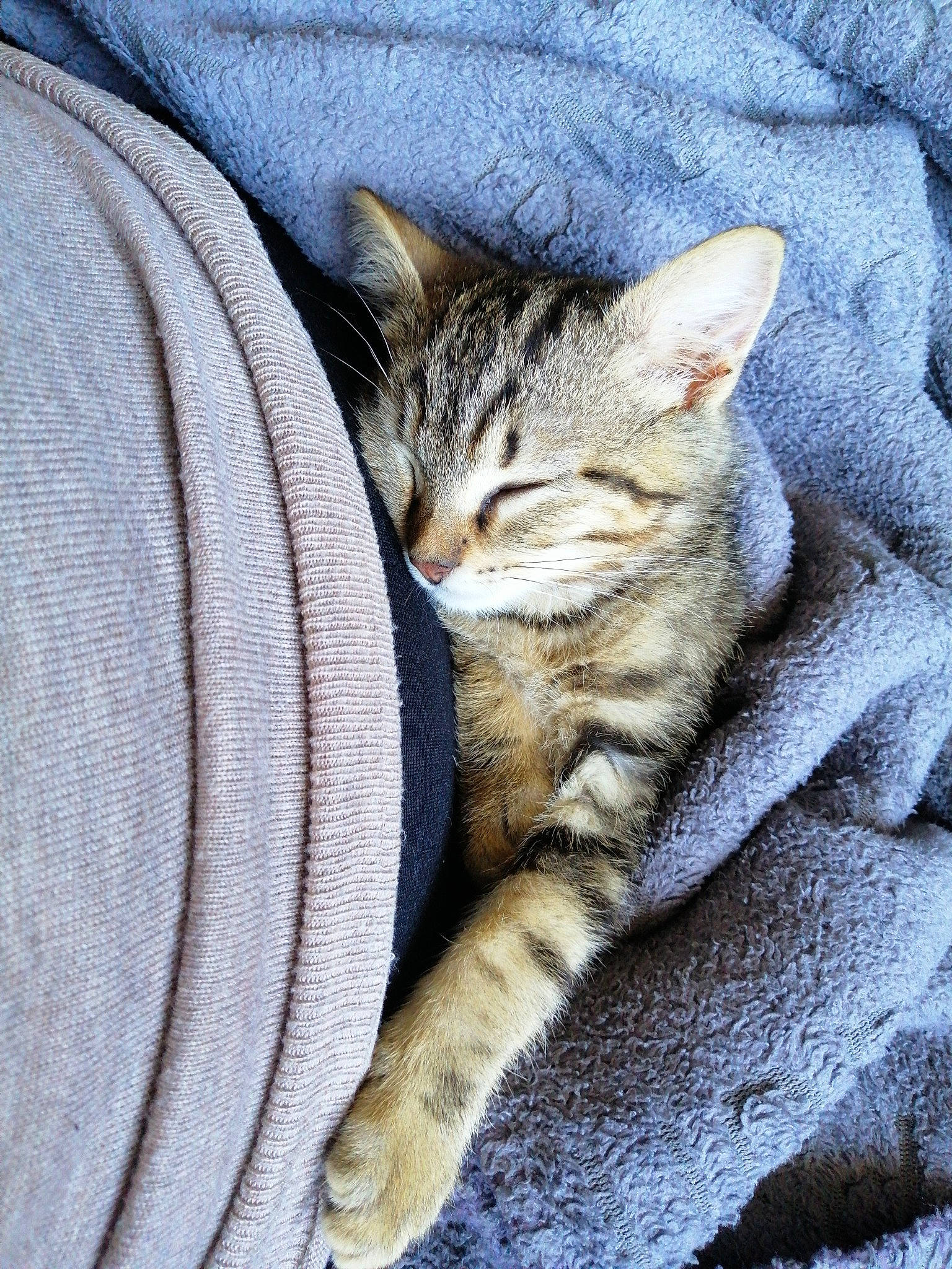 Rona a rejoint le concours — aidez-le/la à gagner de superbes lots ! aegean_cat, american_shorthair, asian, bengal, california_spangled, carnivore, cat, domestic_short_haired_cat, dragon_li, egyptian_mau, european_shorthair, felidae, fur, kitten, nap, ocicat, pixie_bob, small_to_medium_sized_cats, tabby_cat, whiskers