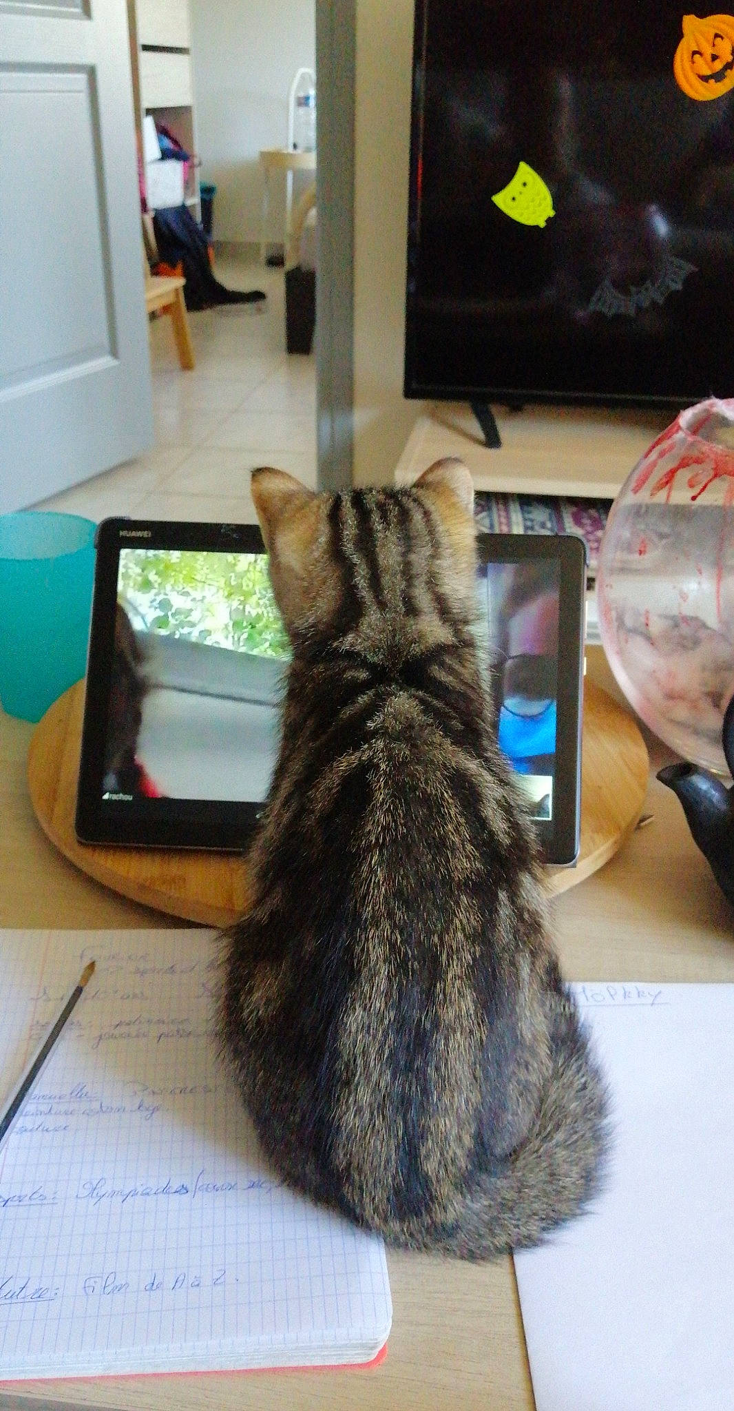 Rona a rejoint le concours — aidez-le/la à gagner de superbes lots ! american_shorthair, asian, carnivore, cat, domestic_short_haired_cat, dragon_li, egyptian_mau, electronic_device, european_shorthair, felidae, fur, kitten, small_to_medium_sized_cats, tabby_cat, tail, whiskers