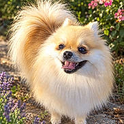Amy a rejoint le concours — aidez-le/la à gagner de superbes lots ! dog, fluffy_dog, small_dog, pomeranian, cream_fur, long_fur, happy, smiling, open_mouth, tongue, black_nose, brown_eyes, pointed_ears, curled_tail, outdoor, garden, flowers, greenery, portrait, sunlight