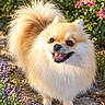 dog, fluffy_dog, small_dog, pomeranian, cream_fur, long_fur, happy, smiling, open_mouth, tongue, black_nose, brown_eyes, pointed_ears, curled_tail, outdoor, garden, flowers, greenery, portrait, sunlight
