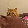 Simba a rejoint le concours — aidez-le/la à gagner de superbes lots ! cat, orange_tabby, blanket, peeking, indoor, curious, cozy, bedroom, patterned, fur, ears, whiskers, pet, feline, cute, soft_lighting, domestic, resting, animal, closeup