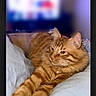 Simba a rejoint le concours — aidez-le/la à gagner de superbes lots ! cat, orange_tabby, pet, sleeping, bed, blanket, indoor, fur, whiskers, relaxed, domestic_cat, animal, cute, cozy, resting, soft_light, comfort, feline, paws, portrait