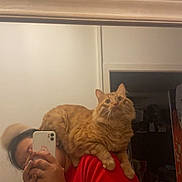 Simba participe au concours pour gagner de l'argent avec cette photo : person, cat, orange_cat, indoor, mirror_selfie, red_sweatshirt, phone, reflection, shoulder, feline, home, wall, doorway, casual, pet, cute, cozy, fur, whiskers, relaxed