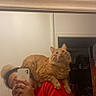 person, cat, orange_cat, indoor, mirror_selfie, red_sweatshirt, phone, reflection, shoulder, feline, home, wall, doorway, casual, pet, cute, cozy, fur, whiskers, relaxed